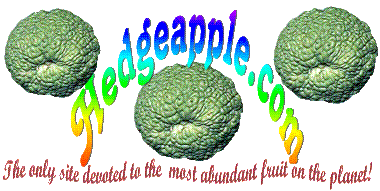 hedgeapple