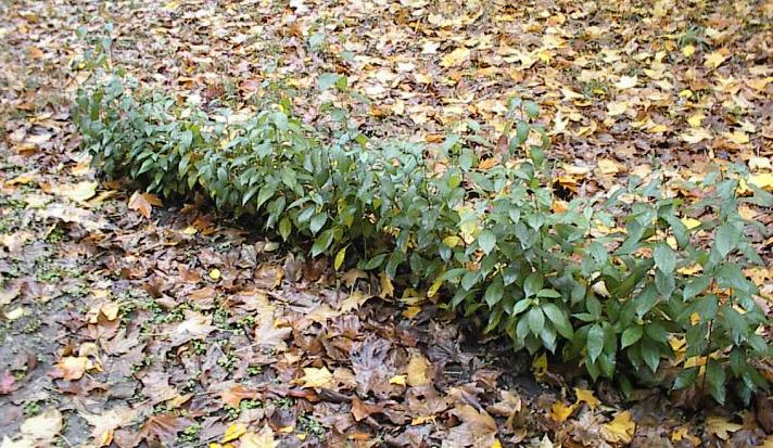 Same hedge row as above.  Picture was taken in Oct., 6 months after planting: